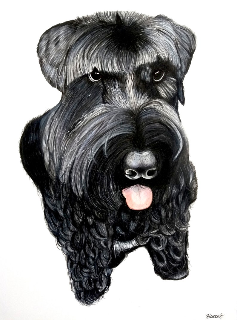May include: A black and white illustration of a Schnauzer dog with a pink tongue sticking out. The dog has a serious expression and is looking directly at the viewer.