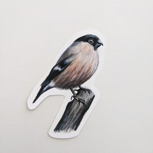 Bullfinch Sticker / Bird Vinyl Sticker / Dibujo a lápiz de colores / Para botellas de agua, computadoras portátiles, diarios