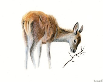 Deer Drawing | Colored Pencil Deer Artwork | Hand Drawn Illustration | ORIGINAL Artwork | 8"x10"
