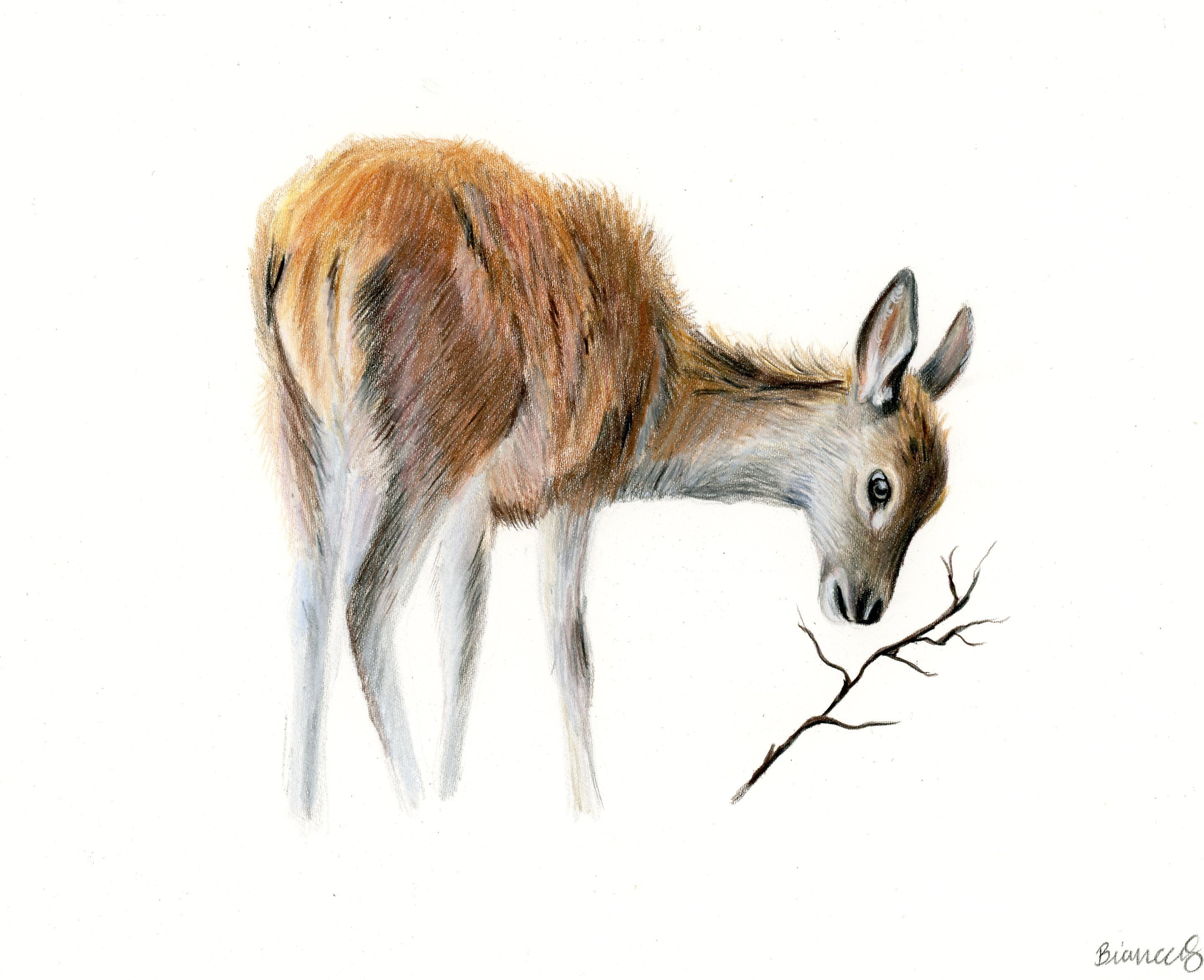 Fawn pastel pencil drawing | original | realistic wildlife | aesthetic |  animal art | deer | autumn .br