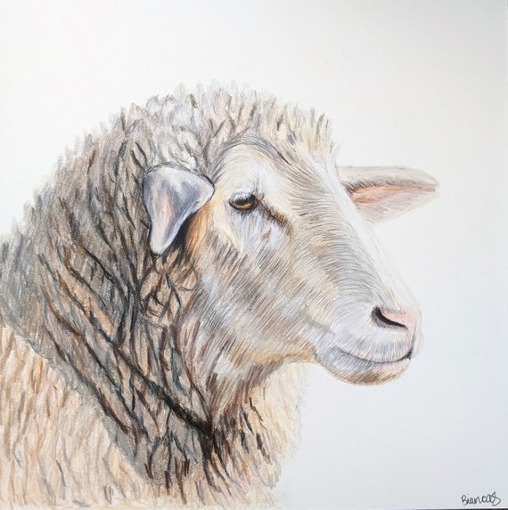 Realistic Sheep Drawing