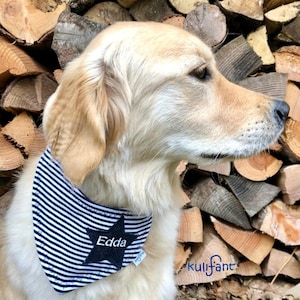 Może przedstawiać: Złoty retriever w czarno-białym bandanie w paski z czarną gwiazdą i wyszytym imieniem "Edda".