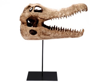 Design Deko Schädel Dinosaurier Schädel Tier-Kopf fossiles Skelett aus Polyresin Krokodil Reptil Skulptur Dekoration Krokodilkopf