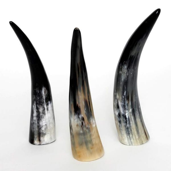 1 piece of noble cow horns bull horns from 20 to 90 cm great trophy drinking horn polished robust small - XXL Watussi cow horn unique hunting horn