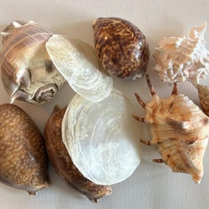 Large Natural Sea Shell Collection 3.5"-5" | Cowrie, Murex, Conch, Turbo & Pearl Clam Shells | Coastal Beach Decor Craft Lot