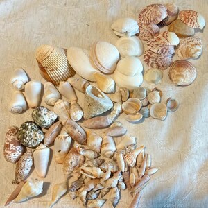 May include: A large collection of assorted seashells in various shapes, sizes, and textures. The assortment includes smooth white bivalves, ridged fan-shaped shells, spiral cone shells, and mottled brown and tan patterned gastropods.