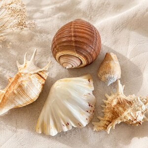 May include: A collection of five seashells including a large, smooth, brown, rounded shell, a spiky tan shell, a smooth white fan-shaped shell, a small pointed beige shell, and a textured, jagged, light brown shell arranged together.