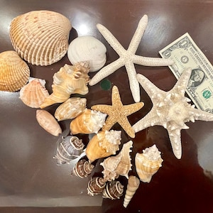 Assortimento di conchiglie autentiche dalla Florida - 1,8 libbre