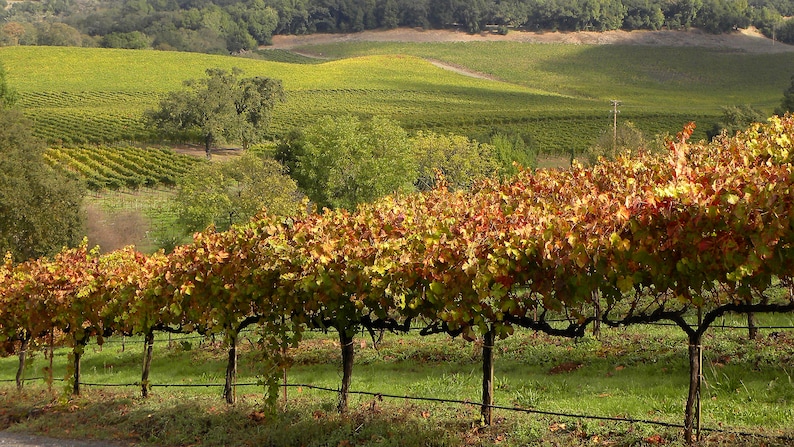 DOWNLOAD Wine Country