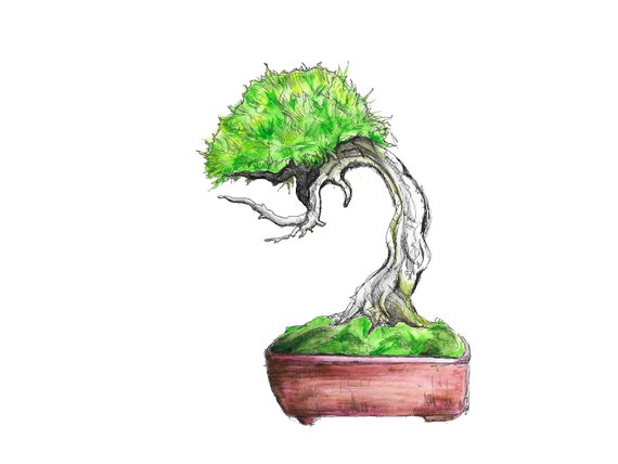 kaffeepflanze bonsai Pflanzen in der Flasche Aufzuchtset Kaffee/Bonsai🌱 main image 1