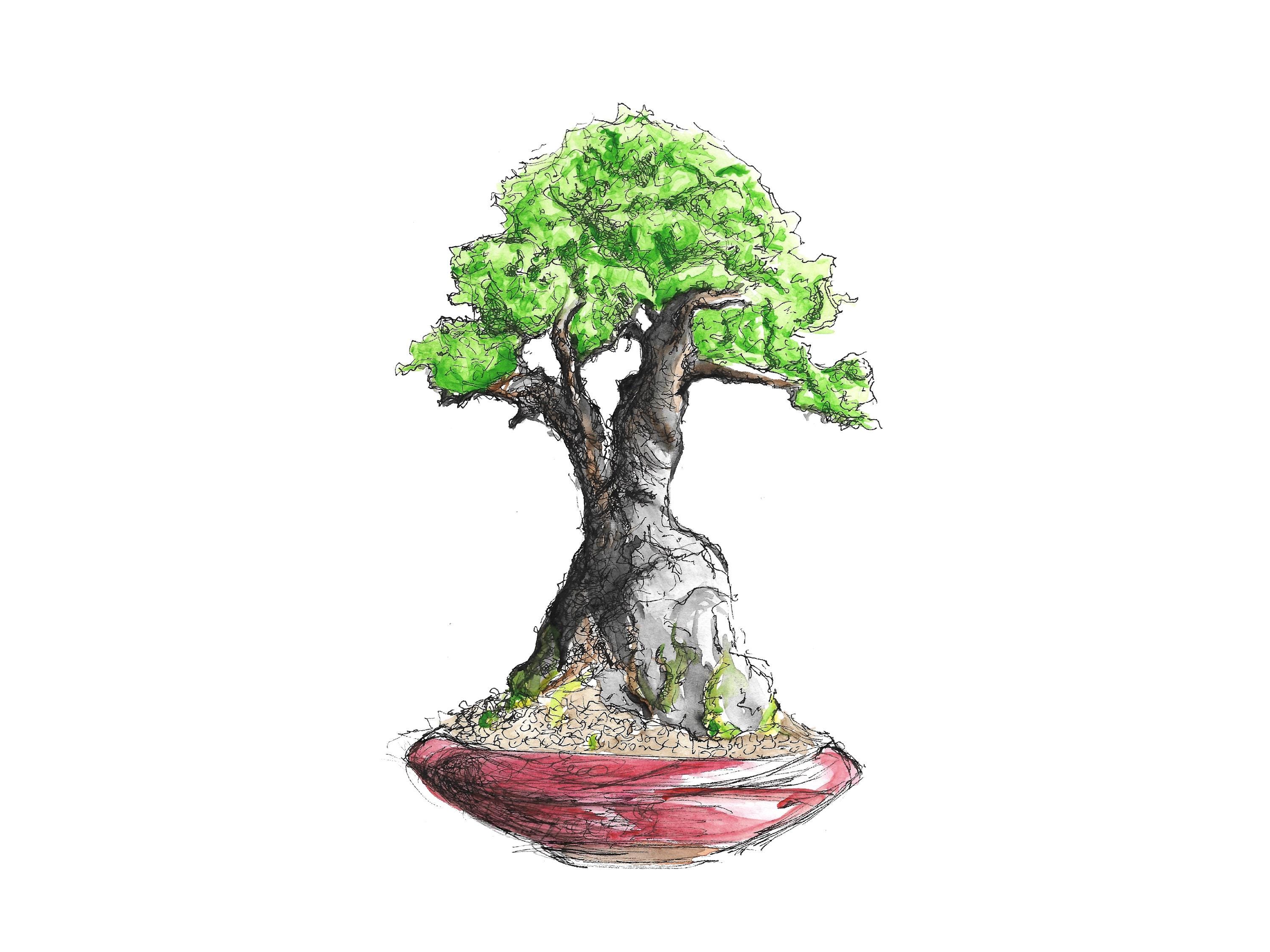 Sekka Hinoki Bonsai - Etsy