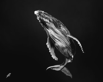 Humpback Whale - Digital Print, Black and White, Oceans, Sea Creatures, Wall Art, Download, Drawing, Painting, Whales, Deep Sea Illustration