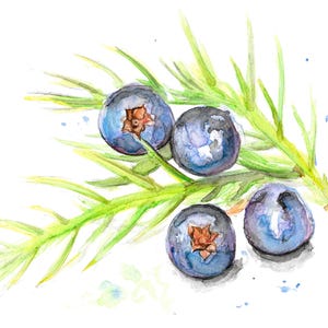 Blueberry Watercolor - Fruit Artwork, Watercolor Fruit, Handdrawn Blueberries, Original Art, Still Life, Kitchen Art, Fruits, Fruit Painting