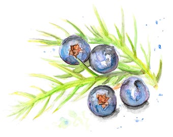 Heidelbeere Aquarell - Obst Kunstwerk, Aquarell Frucht, Heidelbeeren handgezeichnet, Original Kunst, Stillleben, Küchenkunst, Obst, Obst Malerei