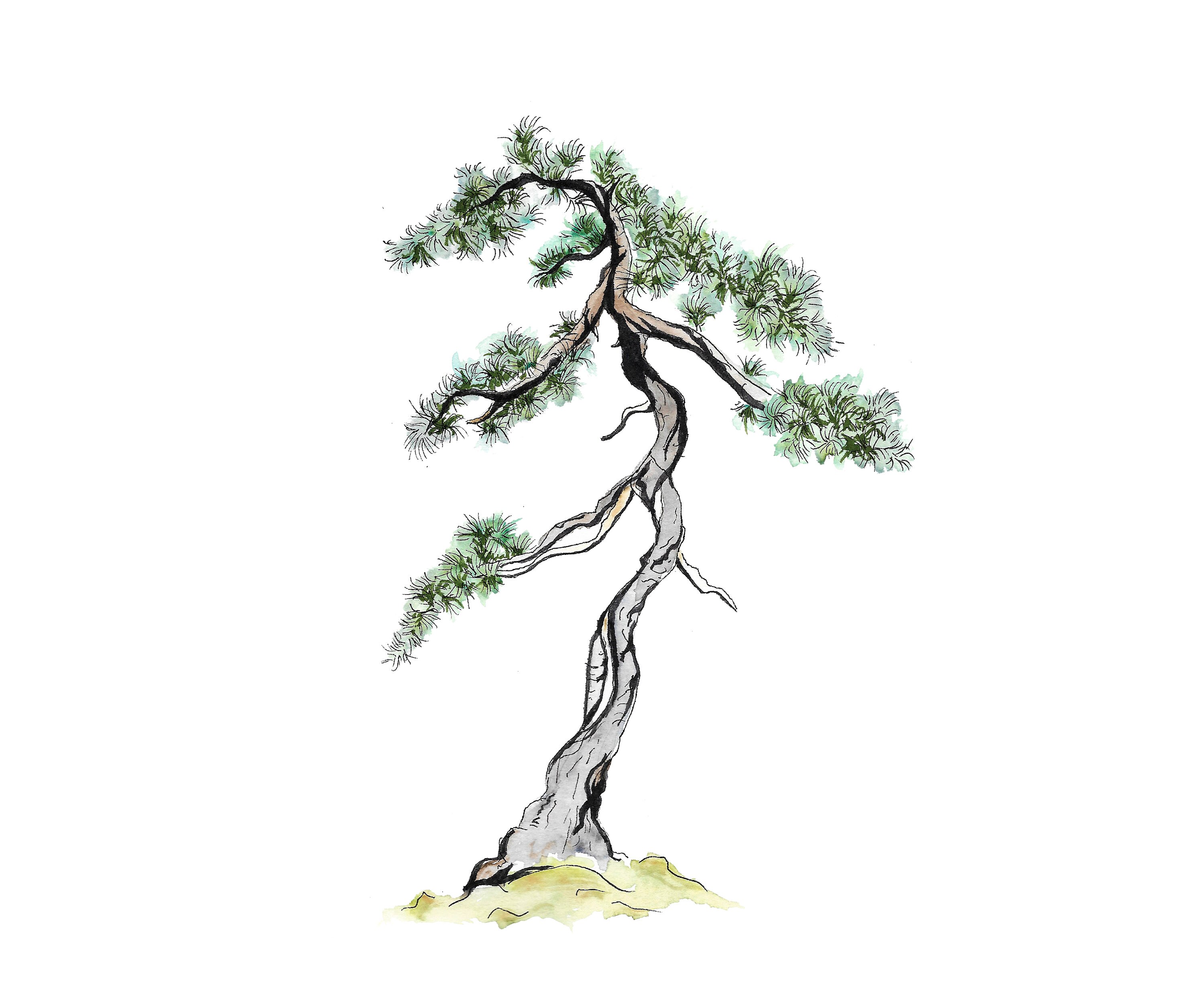 bonsai biotop Flaschengarten DIY Set 'Sven Bonsai' – Dein autarkes Biotop mit Profi-