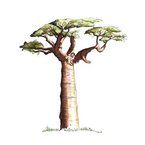 Peut inclure: Illustration à l'aquarelle d'un baobab. L'arbre a un tronc brun épais et texturé, avec des branches qui s'étendent vers l'extérieur. Les feuilles sont d'un vert vif. L'œuvre est sur fond blanc.