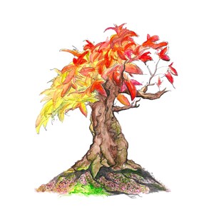 Peut inclure: Peinture à l'aquarelle d'un bonsaï avec des feuilles rouges et jaunes. L'arbre a un tronc épais et noueux et est enraciné dans une petite parcelle de terre verte et brune.