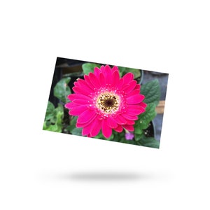 Różowa stokrotka pocztówka 4x6 | Gerbera stokrotka, kwiat, rozkwit