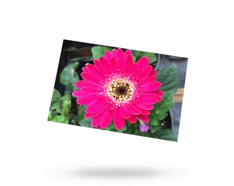 Pink Daisy Postcard 4x6 | Gerbera Daisy, Flower, Blossom