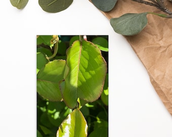 Leaf Plant Postcard 4x6