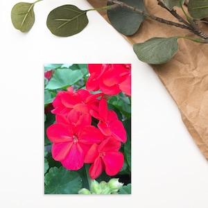 Pocztówka z pelargonią 4x6 | Pelargonium zonale, Kwiaty, Rozkwit