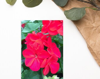 Geranium Postcard 4x6 | Pelargonium zonale, Flowers, Blossoms