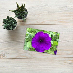 Fioletowa Petunia Pocztówka 4x6 | Surfinia Roślina, Kwiat, Rozkwit
