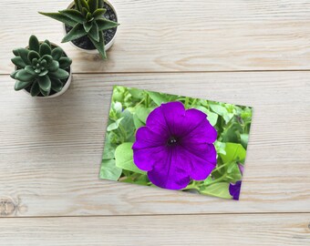 Purple Petunia Postcard 4x6 | Surfinia Plant, Flower, Blossom