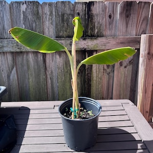 May include: A young banana plant with broad, vibrant green leaves growing in a black plastic nursery pot. The plant is supported by a thin, light-colored wooden stake secured with a small blue tie, and the soil contains small green sprouts.