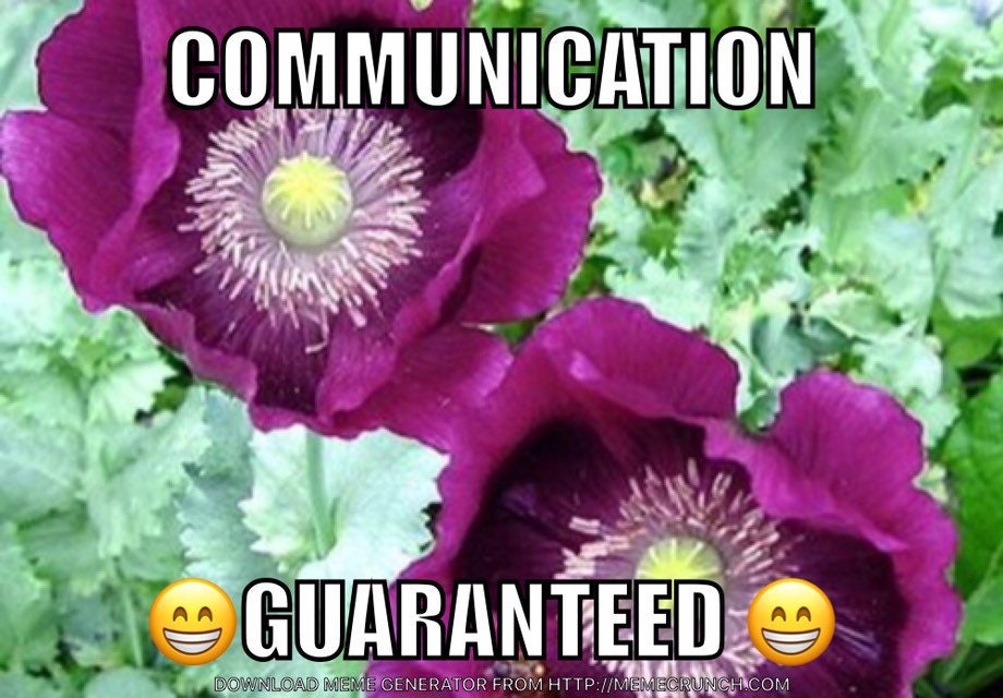 LAURENS GRAPE 3000+ POPPY (papaver somniferum) seeds 1gram