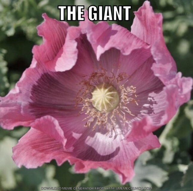 THE GIANT 3000+ giganteum poppy (papaver somniferum) seeds  1g