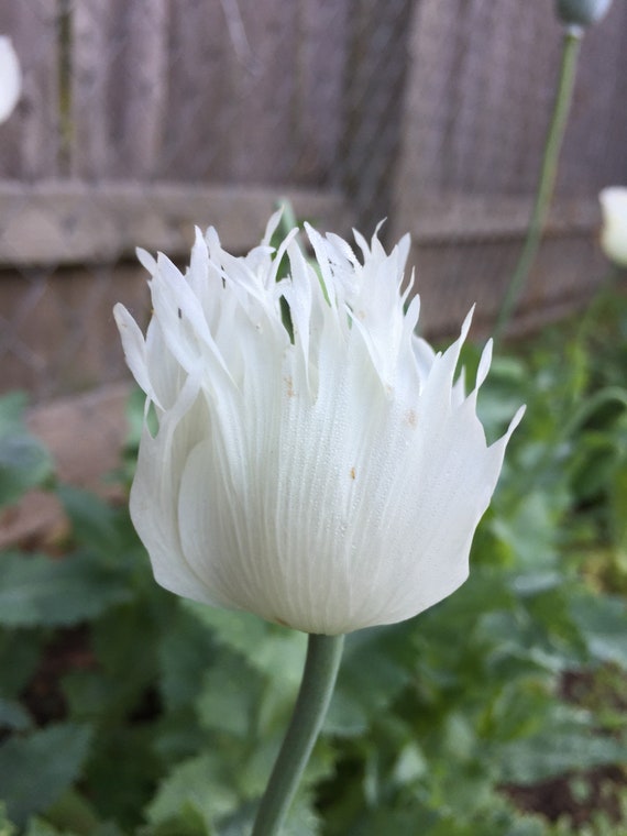 Persian White Poppy 1500 500mg Poppy Papaver Somniferum Etsy