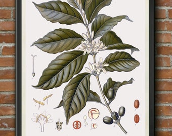 94 Vintage Art Print//Poster Botanical Herb Medicinal Plants Strychnine Tree