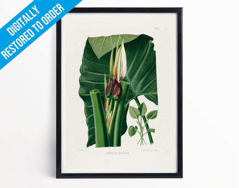 Vintage Plants Botanical Illustration Poster Print A5 A4 A3 Xanthosoma Maximiliani Cutting Professionally Printed Botanical Poster image 1