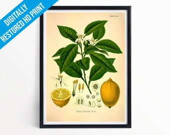 Lemon Botanical Print Illustration Art - A5 A4 A3 - Kohler's Medicinal Plants - Professionally Printed Botanical Poster Print