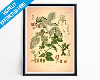 Raspberry Botanical Print Illustration Art - A5 A4 A3 - Kohler's Medicinal Plants - Professionally Printed Botanical Poster Print