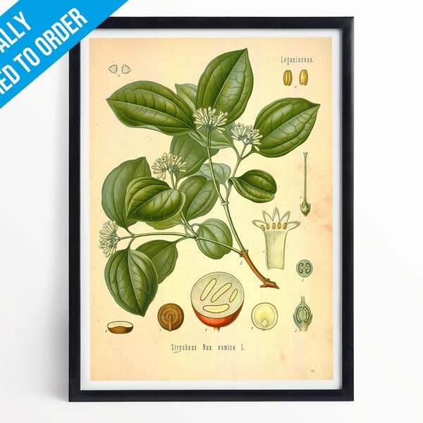 Strychnine Tree Botanical Print Illustration Art - A5 A4 A3 - Kohler's Medicinal Plants - Professionally Printed Botanical Poster Print