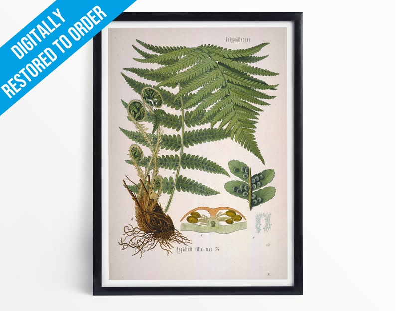 Green Fern Botanical Print Illustration Art A5 A4 A3 Kohler's Medicinal Plants Professionally Printed Botanical Poster Print image 1