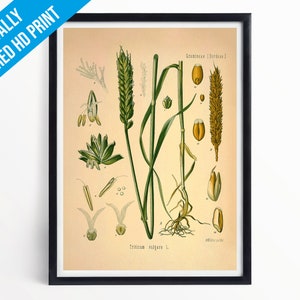 Wheat Botanical Print Illustration Art - A5 A4 A3 - Kohler's Medicinal Plants - Professionally Printed Botanical Poster Print