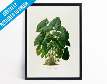 Vintage Plants Botanical Illustration Poster Print - A5 A4 A3 - Xanthosoma Maximiliani - Professionally Printed Botanical Poster
