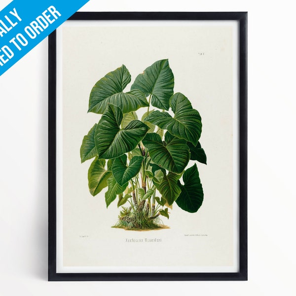 Vintage Plants Botanical Illustration Poster Print - A5 A4 A3 - Xanthosoma Maximiliani - Professionally Printed Botanical Poster