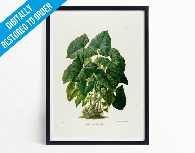 Vintage Plants Botanical Illustration Poster Print A5 A4 A3 Xanthosoma Maximiliani Professionally Printed Botanical Poster image 1