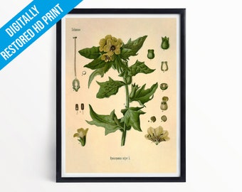 Henbane Botanical Print Illustration Art - A5 A4 A3 - Kohler's Medicinal Plants - Professionally Printed Botanical Poster Print