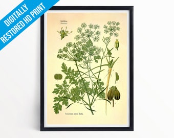 Parsley Botanical Print Illustration Art - A5 A4 A3 - Kohler's Medicinal Plants - Professionally Printed Botanical Poster Print