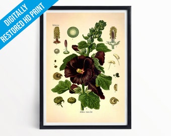 Hollyhock Botanical Print Illustration Art - A5 A4 A3 - Kohler's Medicinal Plants - Professionally Printed Botanical Poster Print