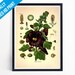 see more listings in the Botanical Prints section