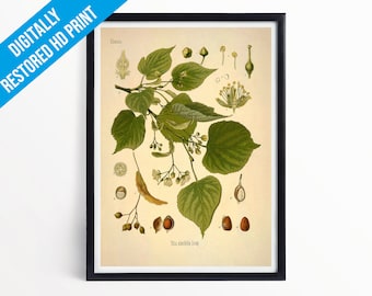 Linden Tree Botanical Print Illustration Art - A5 A4 A3 - Kohler's Medicinal Plants - Professionally Printed Botanical Poster Print