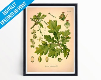 English Oak Tree / Acorns Botanical Print Illustration Art - A5 A4 A3 - Professionally Printed Botanical Poster Print