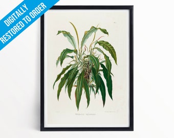 Vintage Plants Botanical Illustration Poster Print - A5 A4 A3 - Philodendron Longilaminatum - Professionally Printed Botanical Poster