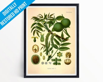 Wallnut Botanical Print Illustration Art - A5 A4 A3 - Kohler's Medicinal Plants - Professionally Printed Botanical Poster Print